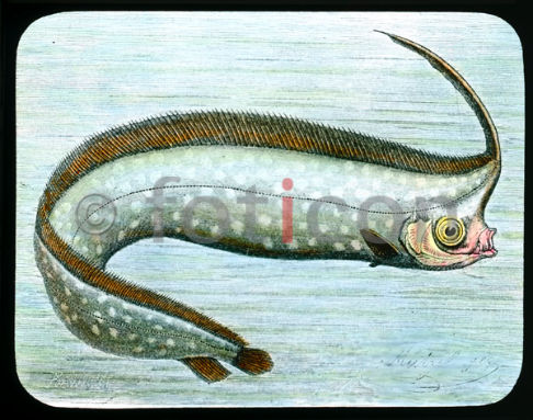 Schopffisch | Unicorn crestfish - Foto foticon-600-simon-meer-363-044.jpg | foticon.de - Bilddatenbank für Motive aus Geschichte und Kultur